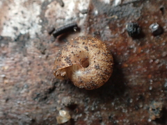 Phenacohelix
