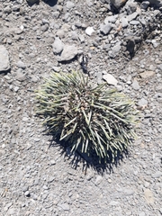 Evechinus chloroticus