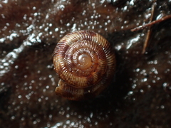 Phenacohelix