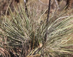 Yucca angustissima