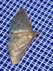 Herpetogramma