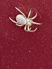 Araniella displicata