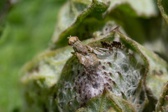 Tephritis bardanae