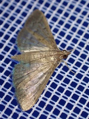 Herpetogramma