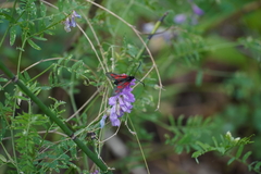 Zygaena lonicerae