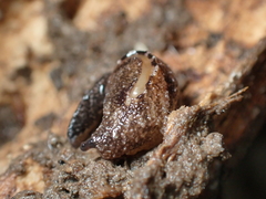 Otoconcha dimidiata