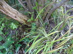 Dianella nigra