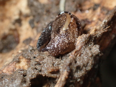 Otoconcha dimidiata