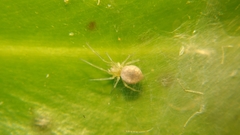 Dictynidae