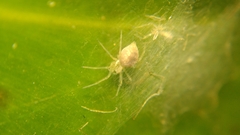 Dictynidae