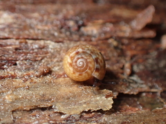 Allodiscus goulstonei