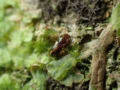 Salpingidae