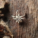 Crotonidae - Photo (c) Zachary Robertson, algunos derechos reservados (CC BY-NC), subido por Zachary Robertson