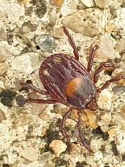 Rhipicephalus maculatus