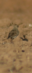 Alaudidae
