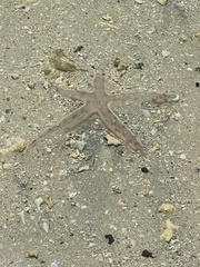 Archaster