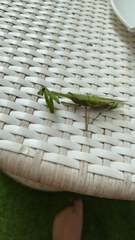 Hierodula membranacea