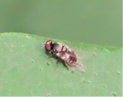 Lindneromyia