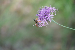 Chrysotoxum festivum