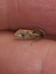 Acrolophus walsinghami