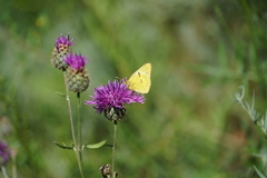 Colias hyale