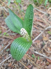 Drimiopsis burkei