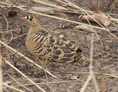 Pterocles quadricinctus