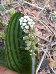 Drimiopsis burkei