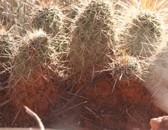 Echinocereus engelmannii fasciculatus