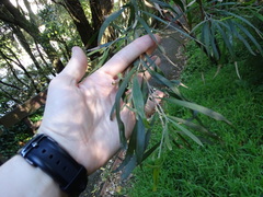 Acacia floribunda