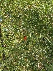 Foudia madagascariensis