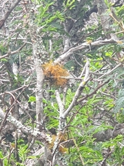 Teloschistes flavicans
