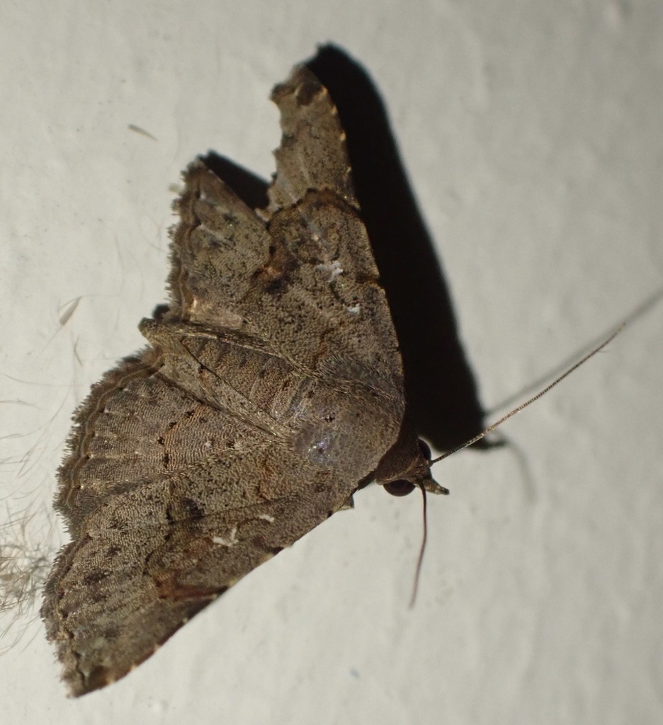 Small Cloth (Rhesala moestalis)