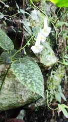 Smithiantha multiflora