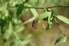 Zygaena osterodensis