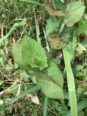 Persicaria chinensis