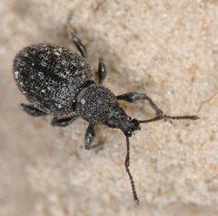 Otiorhynchus tristis