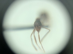 Aphaenogaster takahashii