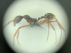 Aphaenogaster takahashii