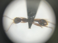 Aphaenogaster takahashii
