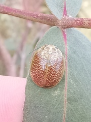 Paropsisterna cloelia