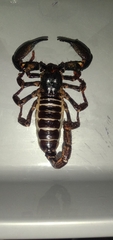 Scorpionoidea