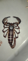 Scorpionoidea