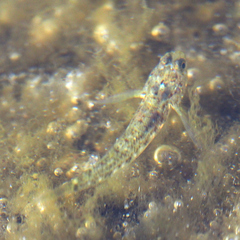 Acanthogobius flavimanus