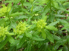 Euphorbia hyberna