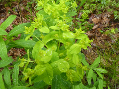Euphorbia hyberna