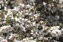 Leptospermum scoparium