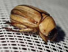 Anomala pallida