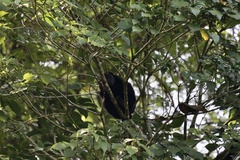 Alouatta pigra