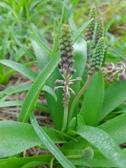 Ledebouria asperifolia